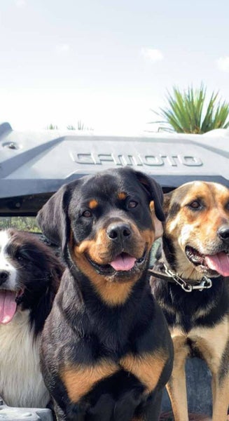 Pedigree rottweiler bitch Carousel 1