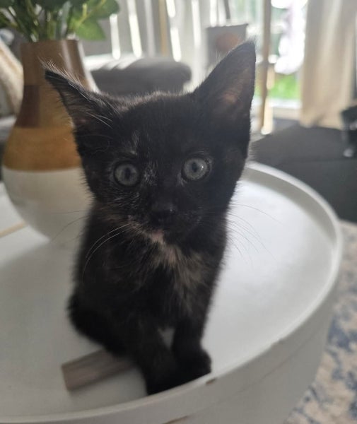 Rescue kitten Willow Carousel 1