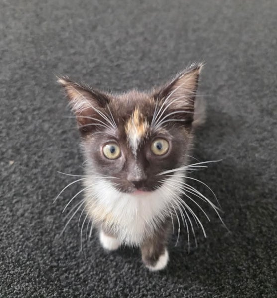Rescue kitten Tilly Carousel 1