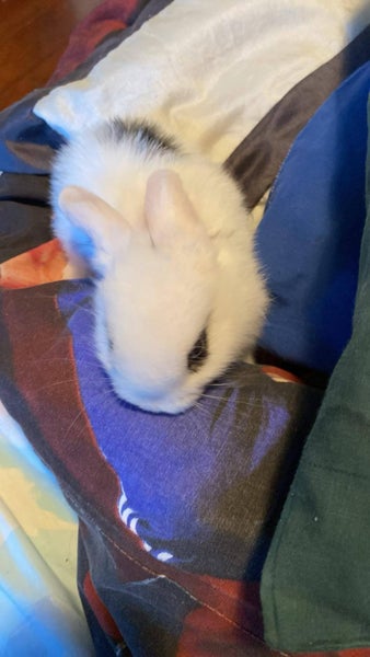 a purebred mini lop baby boy Carousel 1