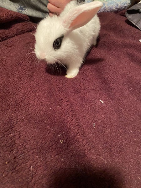 a purebred mini lop baby boy Carousel 2