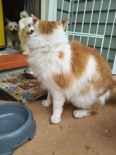 Max the Cat Carousel 3