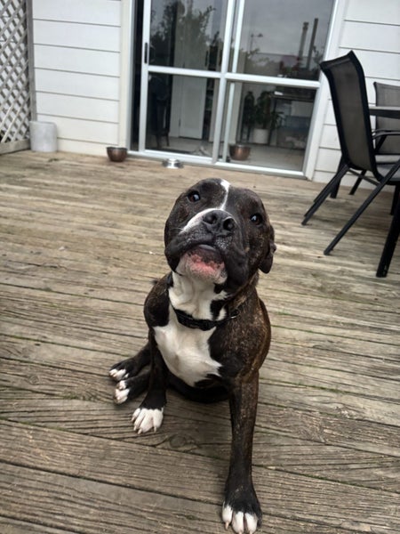 Bulldog x English Staffy Carousel 1