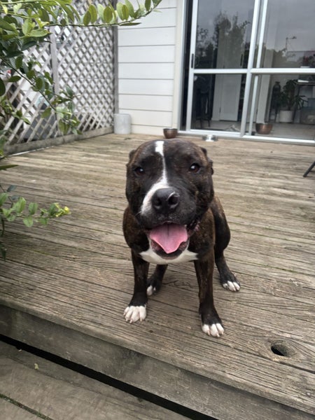 Bulldog x English Staffy Carousel 2