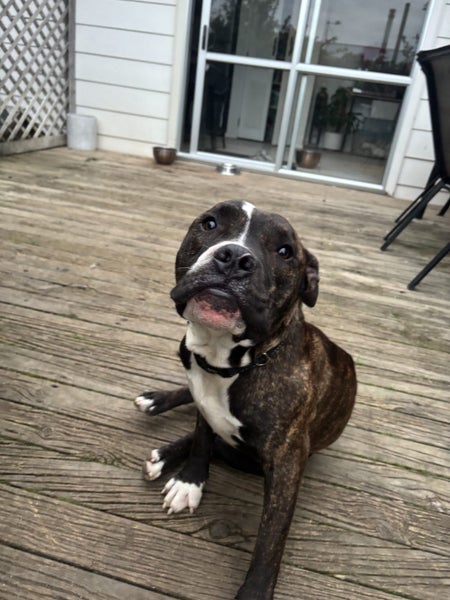 Bulldog x English Staffy Carousel 4