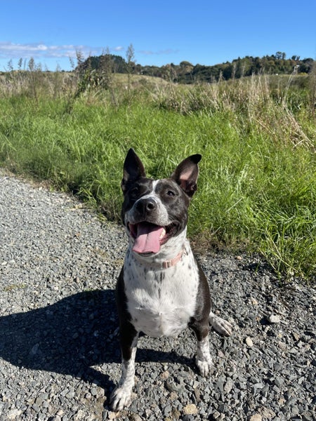 Sadie- friendly, loving, 1.5 year old heeler X Carousel 1