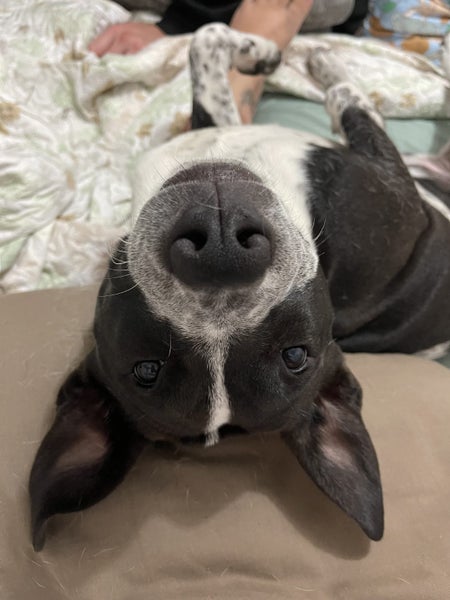 Sadie- friendly, loving, 1.5 year old heeler X Carousel 2