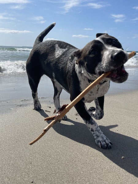 Sadie- friendly, loving, 1.5 year old heeler X Carousel 5