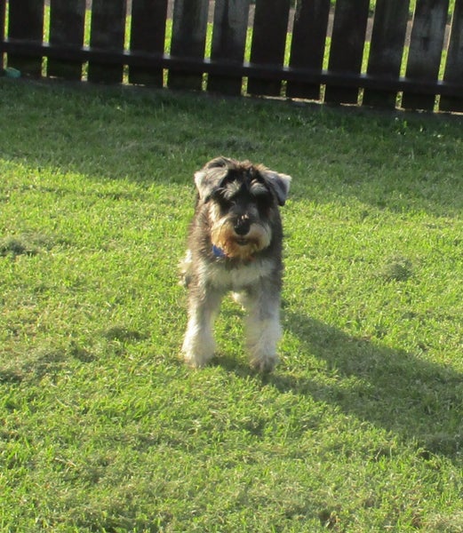 HUMANE SOCIETY RESCUE DOG - MOLLIE the SCHNAUZER Carousel 1