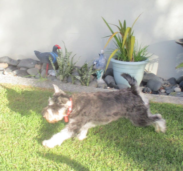 HUMANE SOCIETY RESCUE DOG - MOLLIE the SCHNAUZER Carousel 2