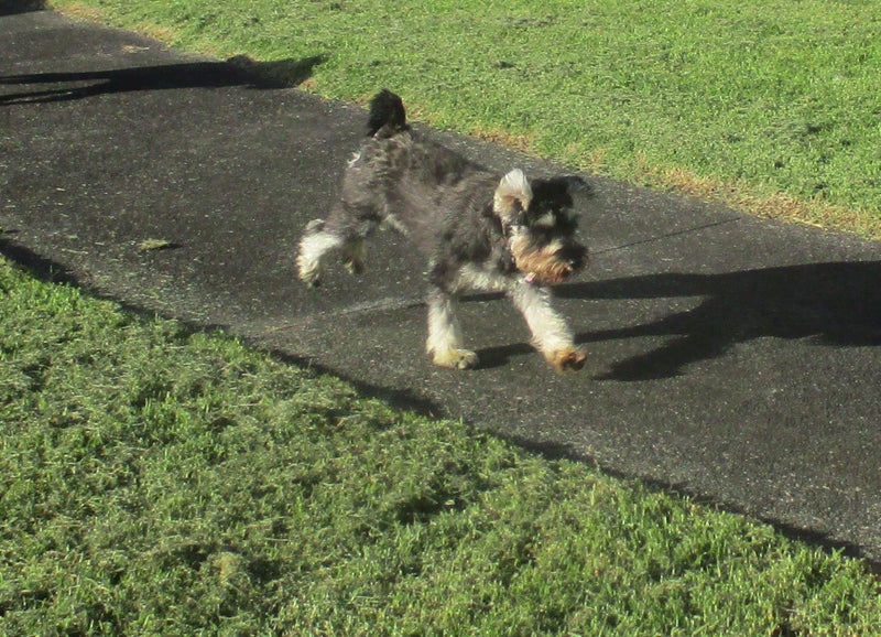 HUMANE SOCIETY RESCUE DOG - MOLLIE the SCHNAUZER Carousel 3