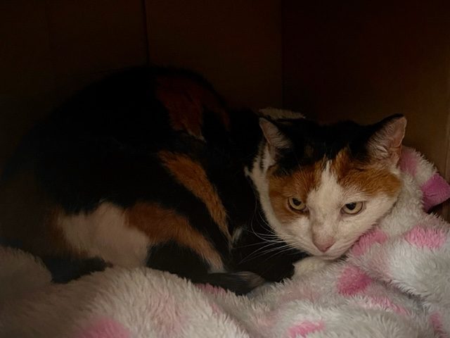Gorgeous smoochy Emily, looking for a loving new home Carousel 3