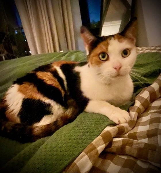 Gorgeous smoochy Emily, looking for a loving new home Carousel 2