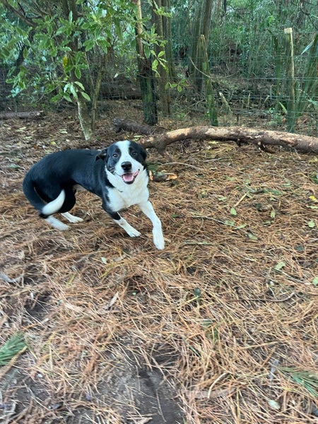 Bertie seeks loving family Carousel 1
