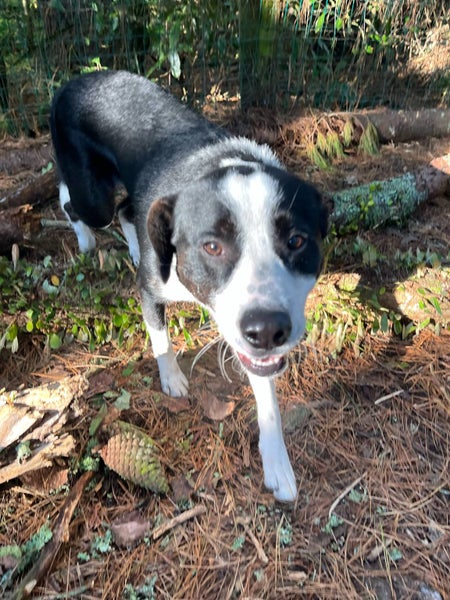 Bertie seeks loving family Carousel 2