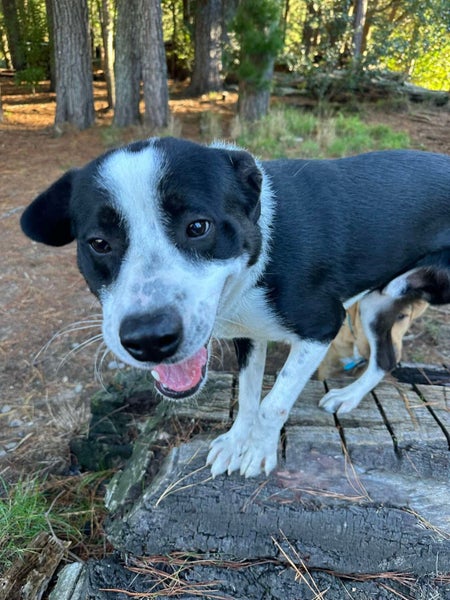 Bertie seeks loving family Carousel 6