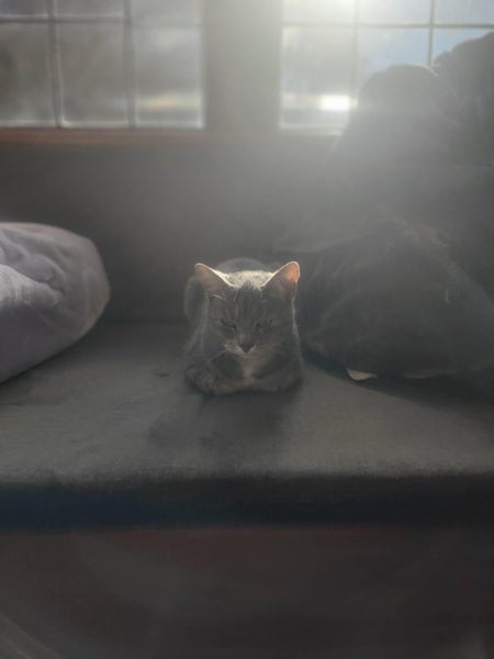 CAT FREE TO A GOOD HOME Carousel 2