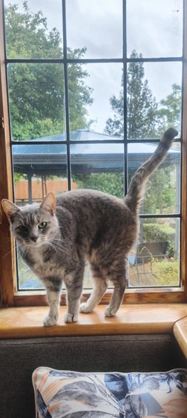CAT FREE TO A GOOD HOME Carousel 7