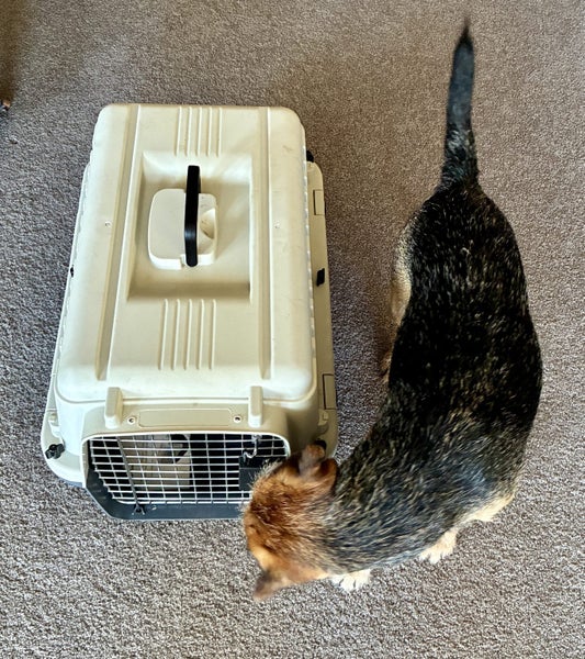 Dog Transport Crate Carousel 4