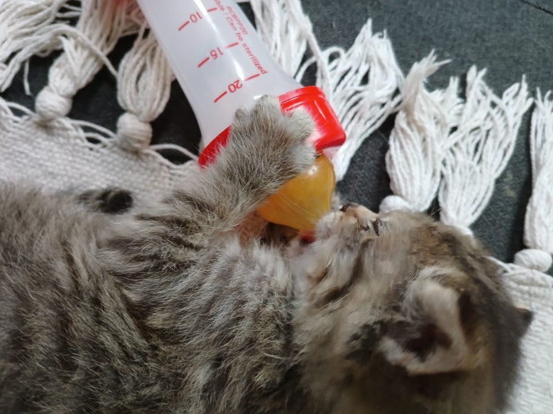 Cute kittens Carousel 1