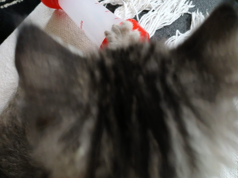 Cute kittens Carousel 2
