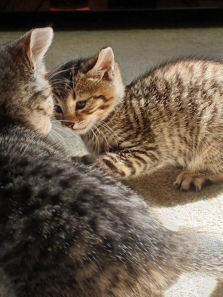 Cute kittens Carousel 5