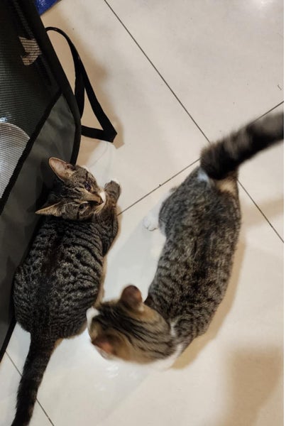 THE STREET CAT PROJECT - ROCCO & MOCCO - AVAILABLE FOR PREADOPTION Carousel 1