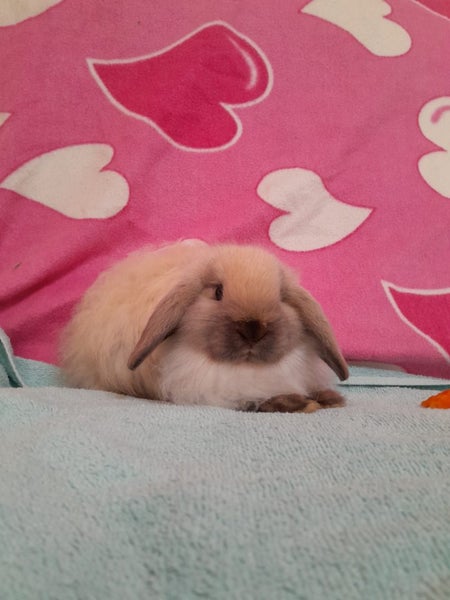 Cuddly and Curious Purebred Mini-lop Bunnies Carousel 1