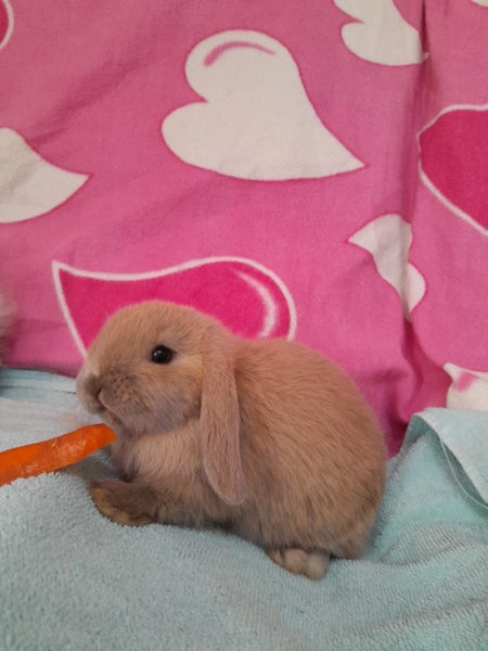Cuddly and Curious Purebred Mini-lop Bunnies Carousel 2