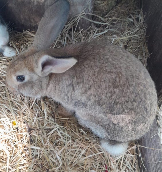 Baby Rabbits Carousel 2