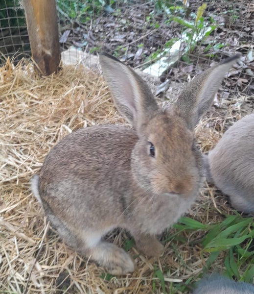 Baby Rabbits Carousel 1