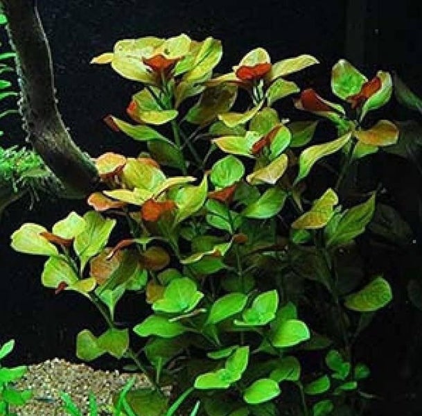 Ludwigia repens Aquarium tropical plants for fish tank live Carousel 2