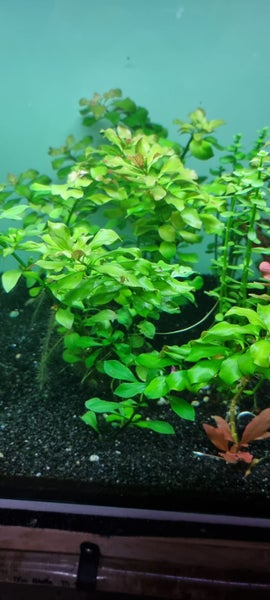 Ludwigia repens Aquarium tropical plants for fish tank live Carousel 4