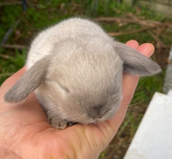 Adorable mini lops Carousel 1