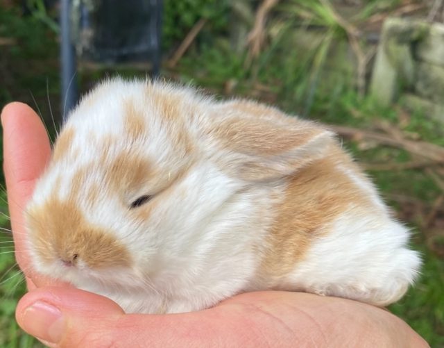 Adorable mini lops Carousel 2