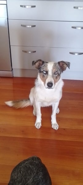 Beautiful Tri Merle Border Collie Carousel 2