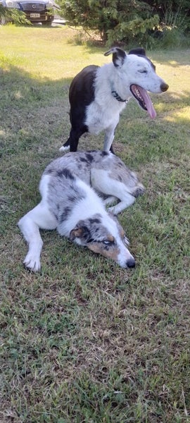 Beautiful Tri Merle Border Collie Carousel 7
