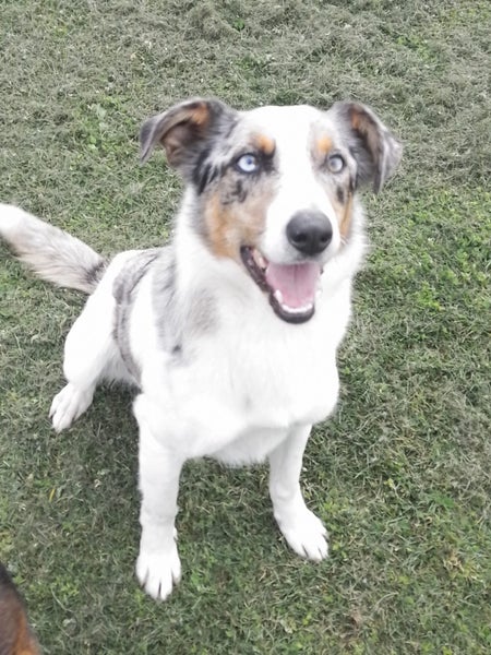 Beautiful Tri Merle Border Collie Carousel 1