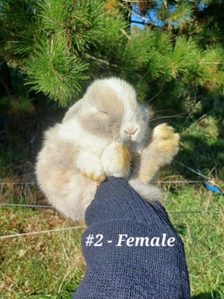 Mini Lop Rabbits Carousel 2