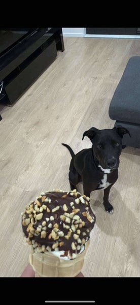Free Dog to good home Carousel 2