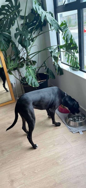 Free Dog to good home Carousel 5