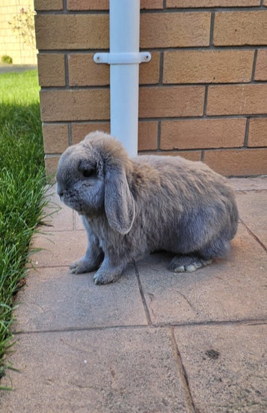 Mercury- a lovely mini lop bunny with big hutch Carousel 7