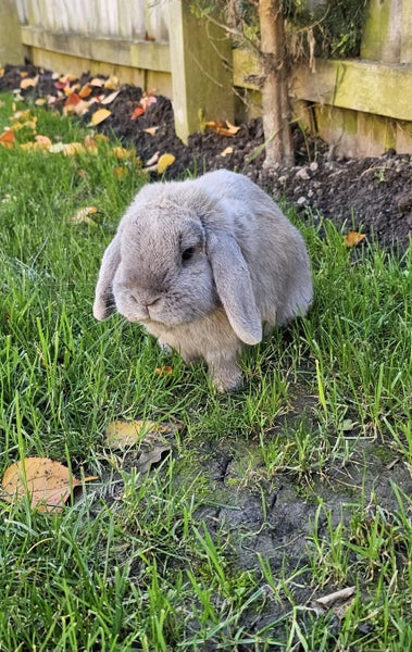Mercury- a lovely mini lop bunny with big hutch Carousel 1