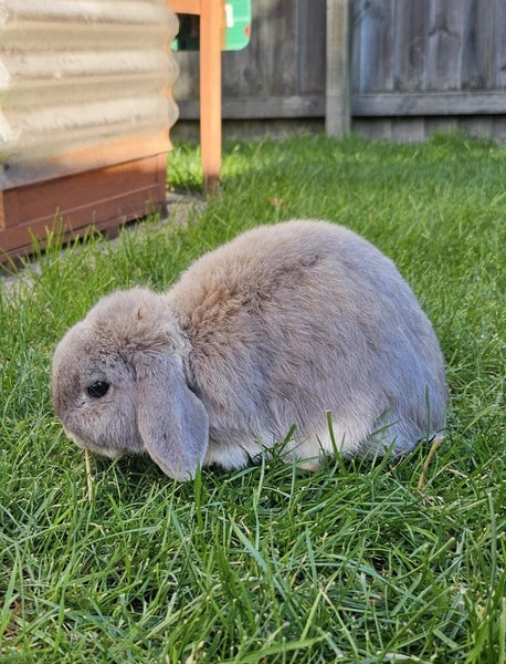 Pluto- a lovely mini lop bunny with big hutch Carousel 1