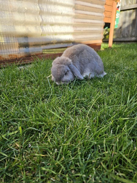 Pluto- a lovely mini lop bunny with big hutch Carousel 5