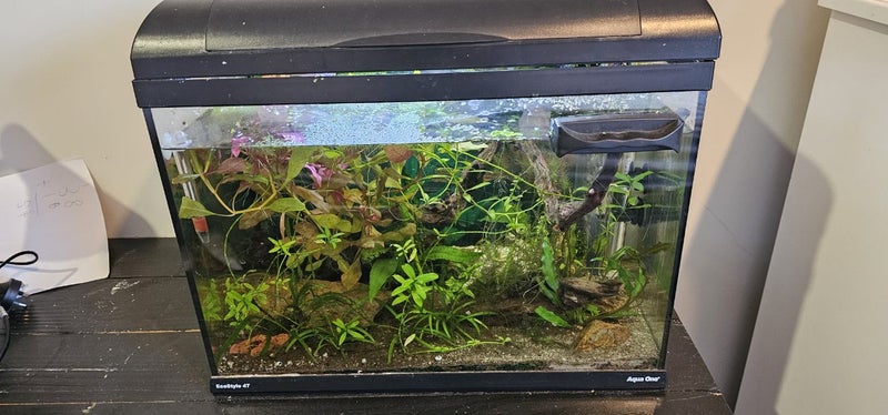 40l fish tank with fish, live plants, driftwood and some stones Carousel 1