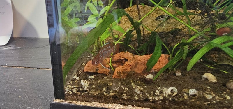 40l fish tank with fish, live plants, driftwood and some stones Carousel 2