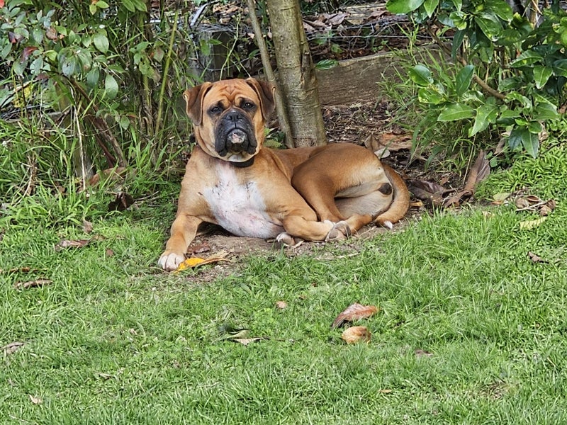 Miss Alba the Boxer Carousel 2