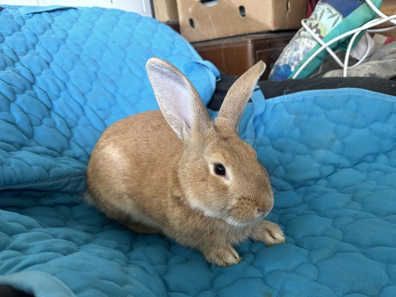 Flemish giant Rabbits for sale Carousel 5