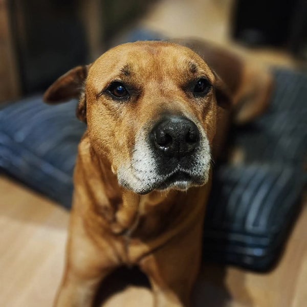 Urgent Rehoming - Gauge Carousel 1